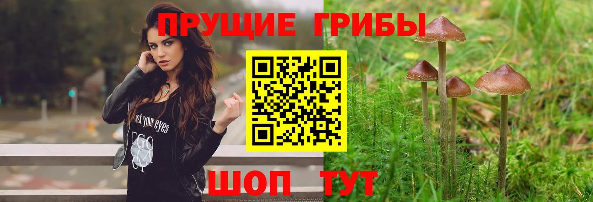 Галлюциногенные грибы Cubensis Белогорск